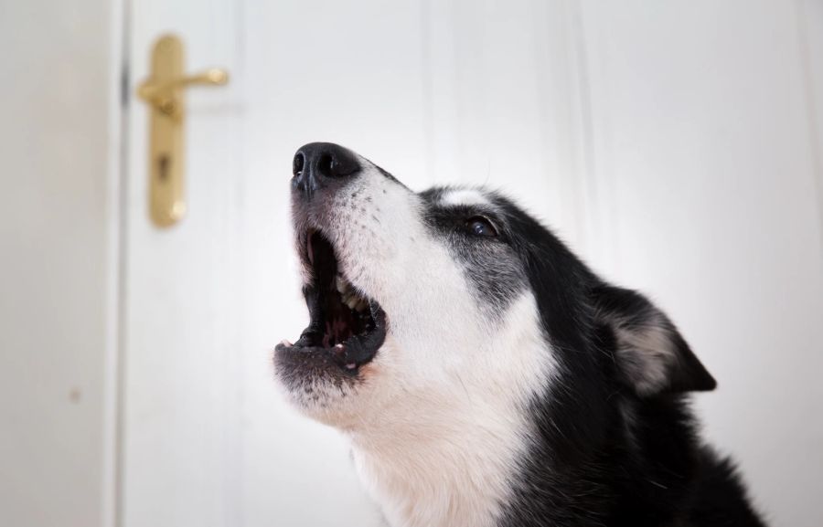 Hund schwarz weiss Bellen