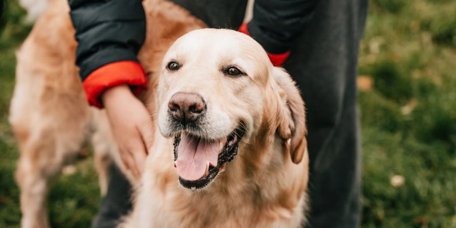 Golden Retriever wird gestreichelt