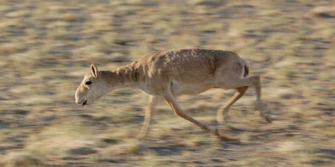 Saiga-Antilopen