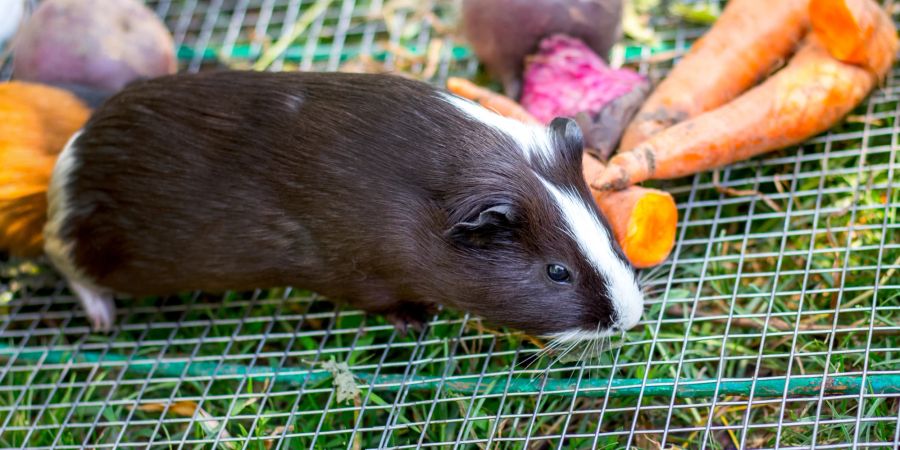 Meerschweinchen auf einem Käfig