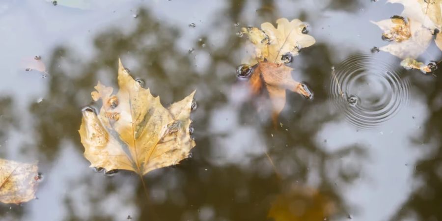 Jetzt ist der Herbst jedoch vollumfänglich eingetroffen.