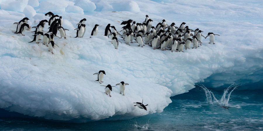 Seine Population schrumpfte von 2009 bis 2018 um rund zehn Prozent.