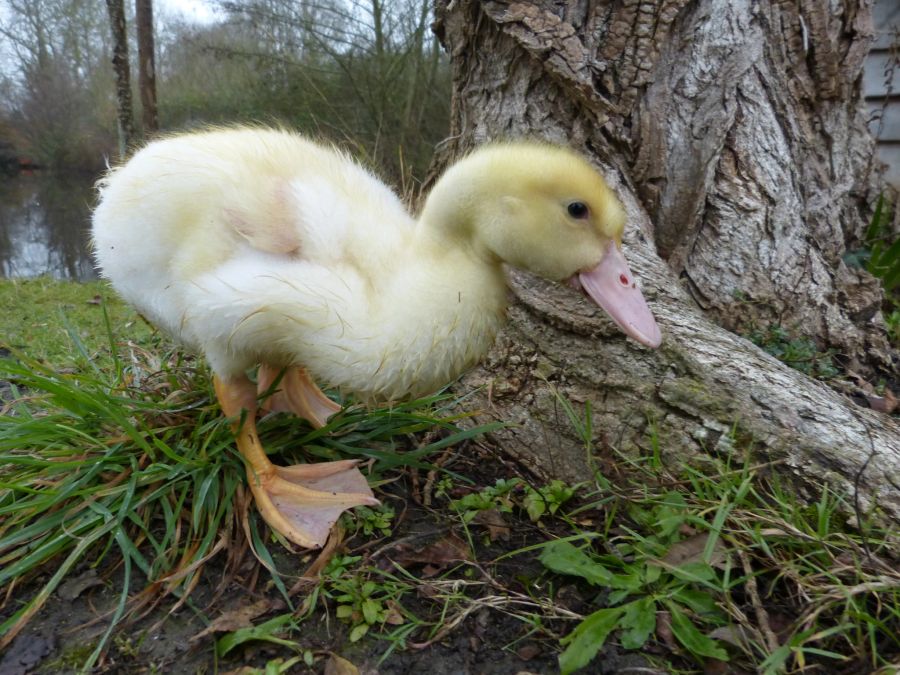 Tierschutz