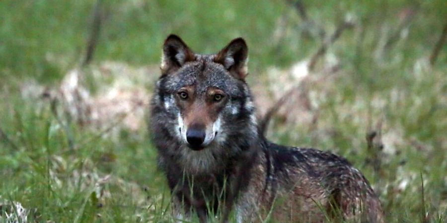 Ein Wolf aufgenommen beim Dorfeingang von Bellwald im Obergoms VS. (Archivbild)