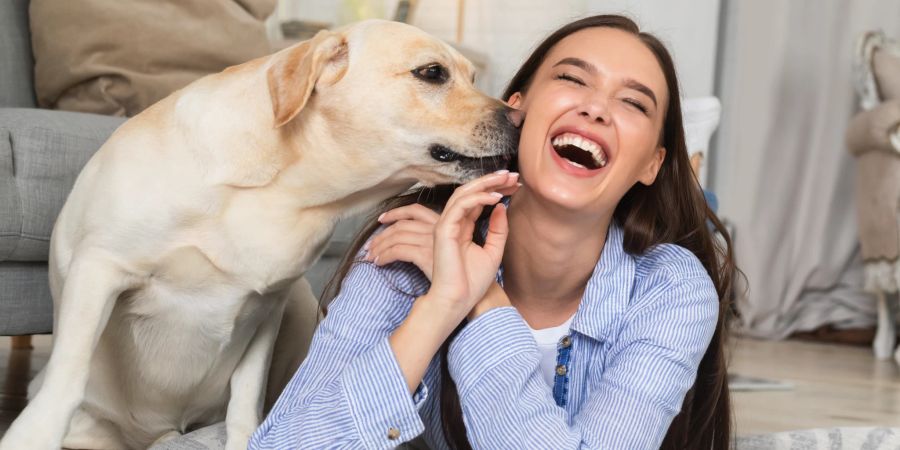 Hund Labrador