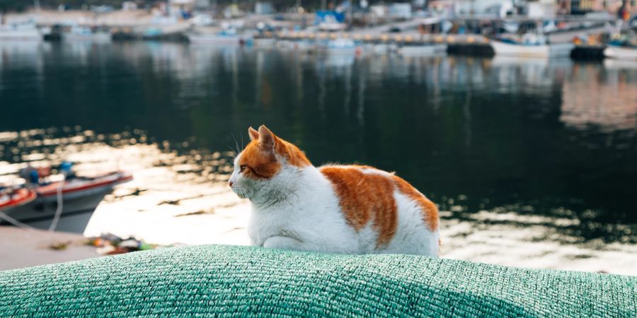 Katze am Wasser