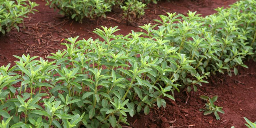 Stevia