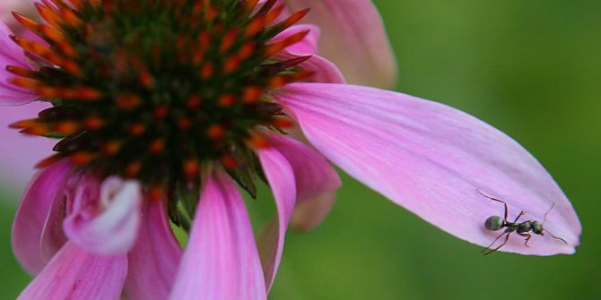 coronavirus echinacea