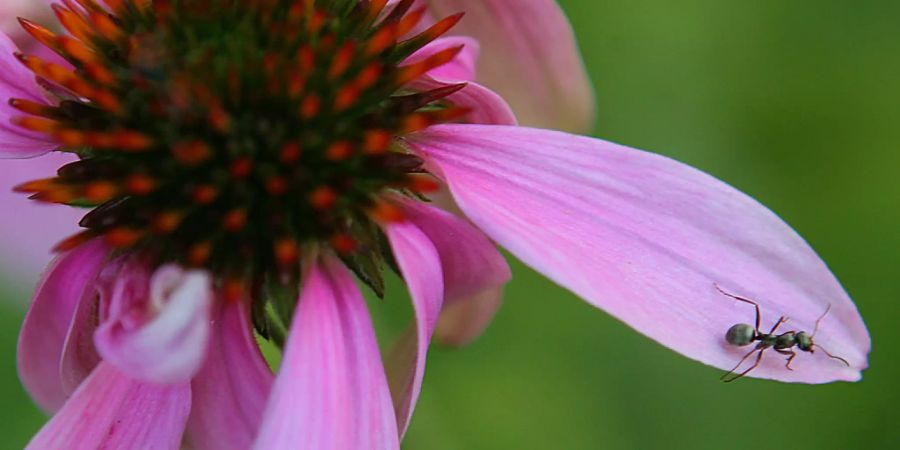 coronavirus echinacea