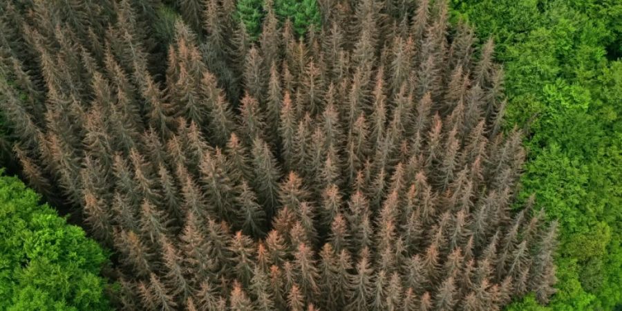 Wald