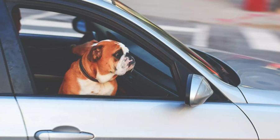 Hund im Auto