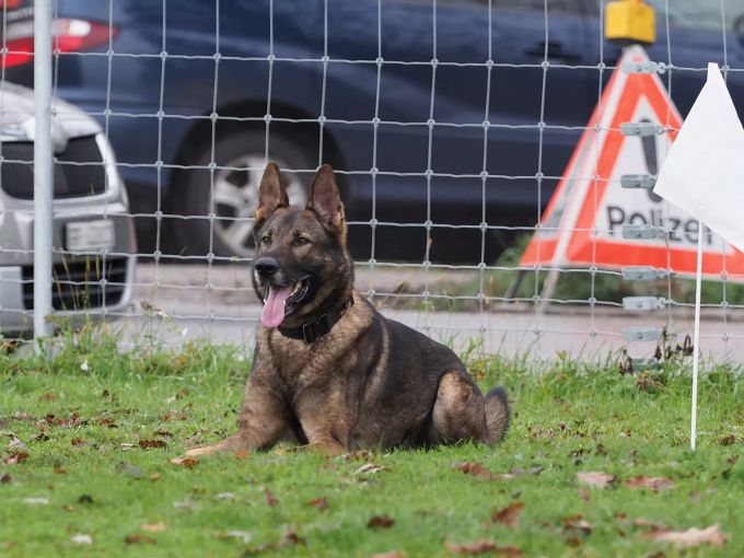 Der Polizeihund Romulus half bei der Verhaftung von Einbrechern. polizeihund