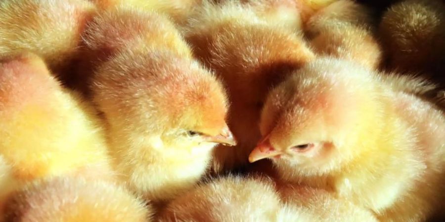 Mit dem massenhaften Töten männlicher Küken in der Legehennenzucht in Deutschland soll Ende kommenden Jahres Schluss sein. Foto: Bernd Wüstneck/zb/dpa