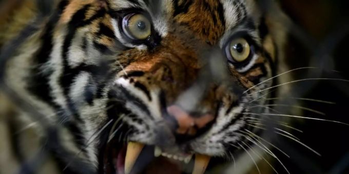 Von Europa nach Asien - Tierschützer kritisieren Export von Tigern