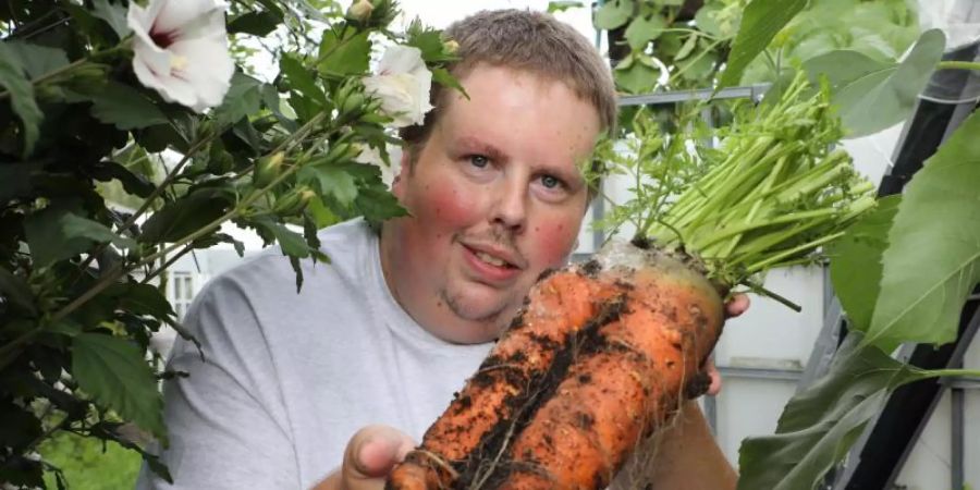 Patrick Teichmann, Riesengemüsezüchter aus Thüringen, zeigt seine Riesenmöhren. Foto: Bodo Schackow/dpa-Zentralbild/dpa