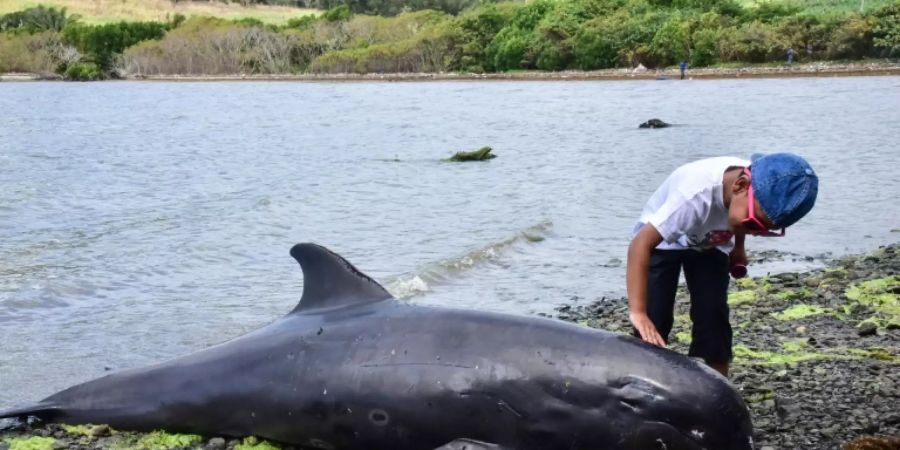 Gestrandete Delfine an Mauritius' Stränden