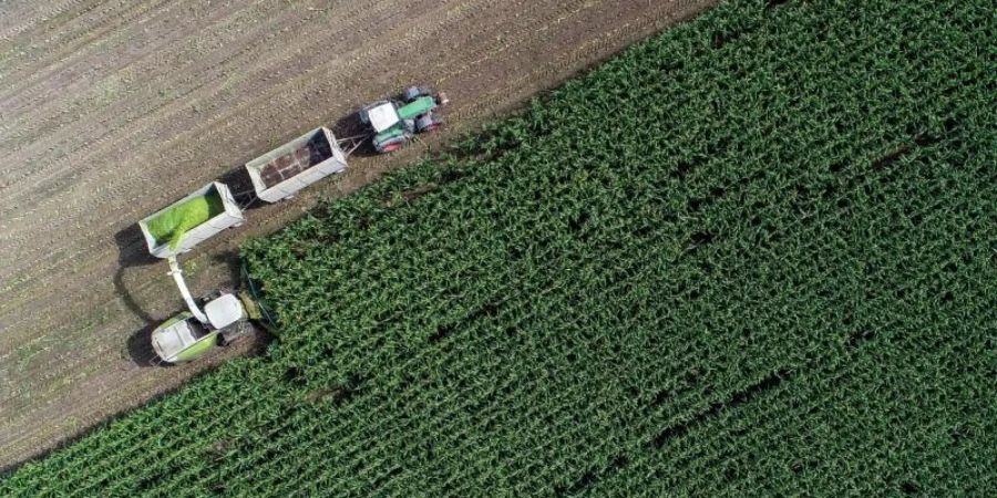 Auf einem Feld von einem Landwirtschaftsbetrieb in Brandenburg wird Mais für eine Biogasanlage und als Futter für Kühe gehäckselt. Foto: Patrick Pleul/dpa-Zentralbild/dpa