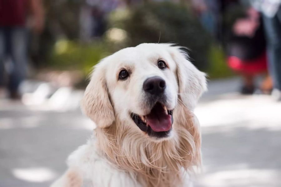 Golden Retriever Hund