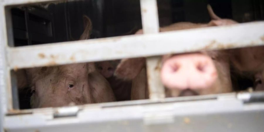 Ein Tiertransport