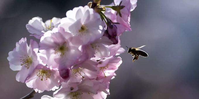 Blühende Bäume und Wiesen in der Stadt bieten Honigbienen und Wildbienen Nahrung. Wildere Gärten und Parks könnten viel für die Artenvielfalt bewirken. (Archivbild) Blühende Bäume und Wiesen in der Stadt bieten Honigbienen und Wildbienen Nahrung. Wildere Gärten und Parks könnten viel für die Artenvielfalt bewirken. (Archivbild)