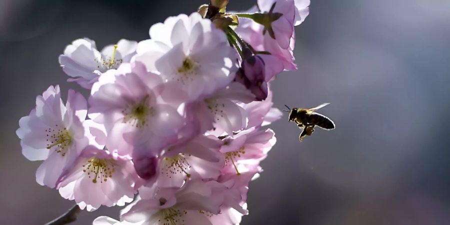 Blühende Bäume und Wiesen in der Stadt bieten Honigbienen und Wildbienen Nahrung. Wildere Gärten und Parks könnten viel für die Artenvielfalt bewirken. (Archivbild)