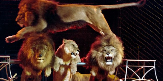 Der Circus Royal nimmt wieder Löwen ins Programm auf.