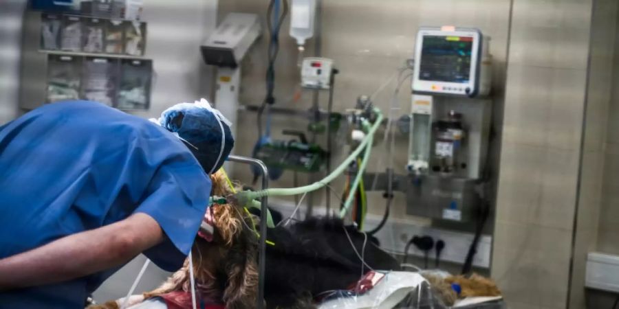 Hund in Tierklinik