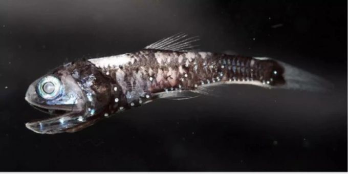 Der Laternenfisch besitzt Leuchtorgane und eine erhöhte Anzahl an Rhodopsin-Genen.