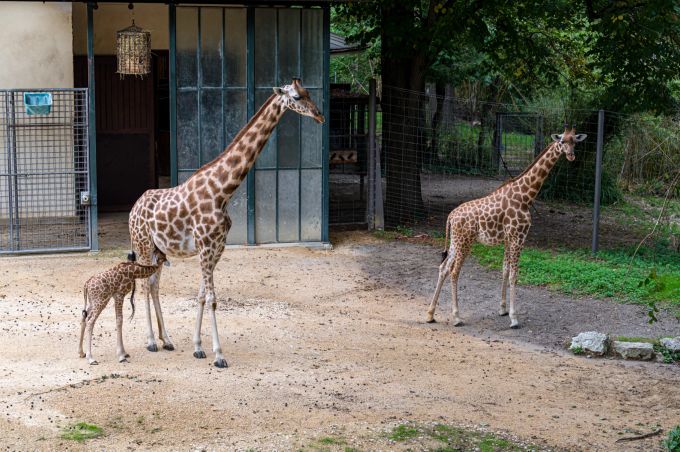 tufani basel zoo giraffe