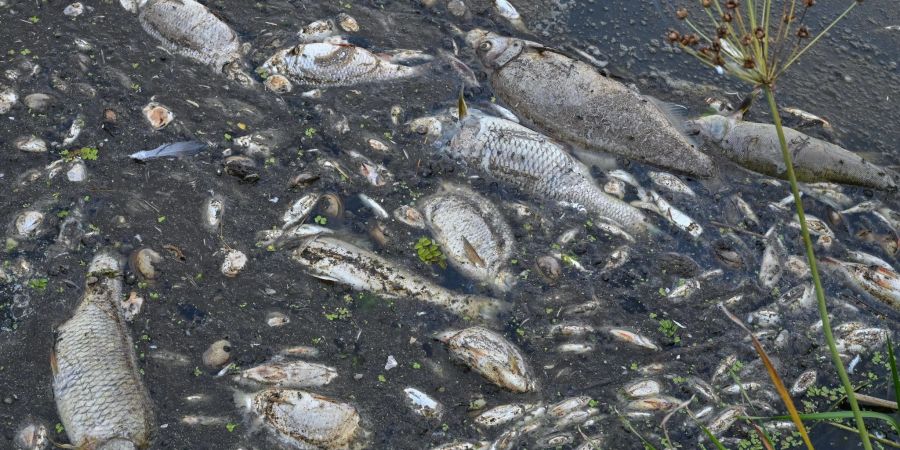 Umweltkatastrophe am Fluss Oder