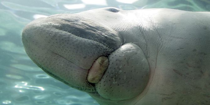 Dugong