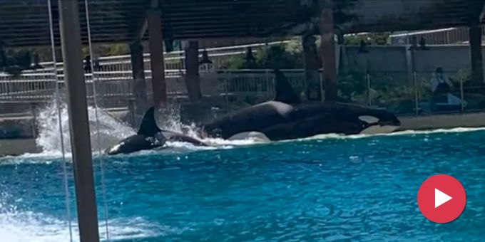 Kinder weinen - Orcas gehen in Aquarium aufeinander los – Wasser blutig