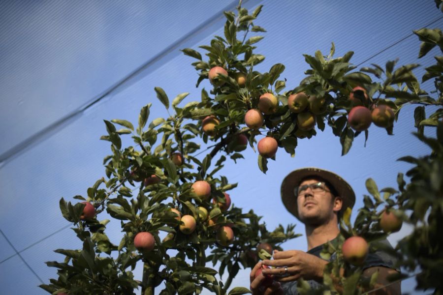 Ein Obstbauer bei der Ernte.