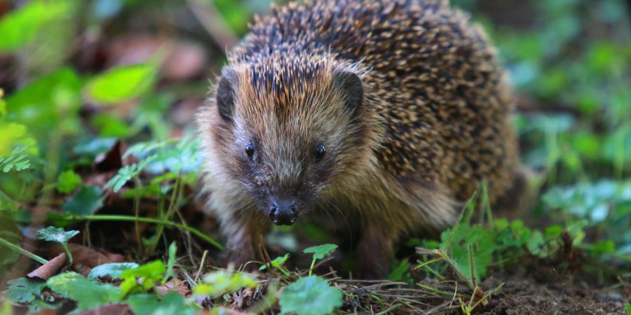 Igel finden derzeit wegen der Trockenheit nur wenig Nahrung.