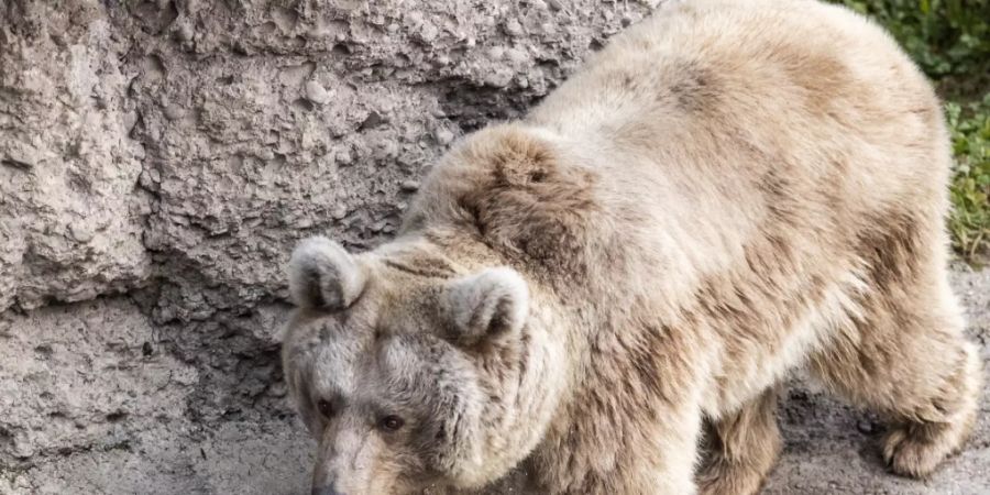 Ein Jäger hat in den Pyrenäen eine Bärin getötet, die ihn zuvor angegriffen und verletzt hatte. Im Bild ein Braunbär in einem Schweizer Zoo. (Archivbild)