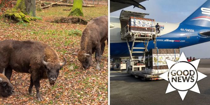 Good News - Berner Wisente grasen bald frei im Kaukasus