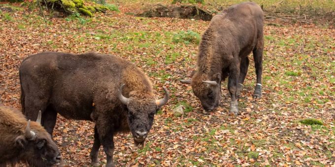 Zwei Wisentbullen werden in Aserbaidschan ausgewildert.-