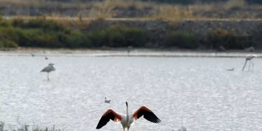 Flamingo in Frankreich
