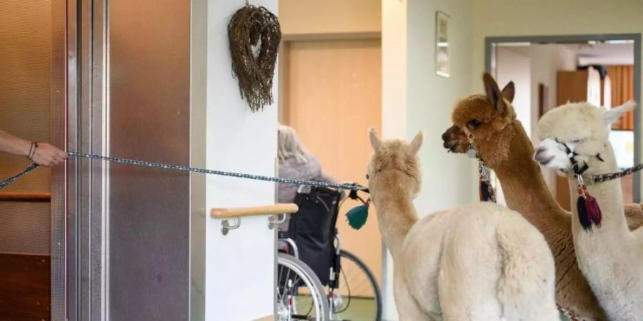 Alpakas und Lamas besuchen die Bewohner des Seniorenheims in Rudolstadt. Mit den Tieren ist eine Tiergeschützte Förderung und Therapie möglich. Foto: Vogl Daniel/dpa/Archivbild