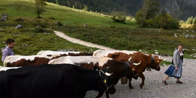 Kühe beim Almabtrieb in Bayern Kühe beim Almabtrieb in Bayern