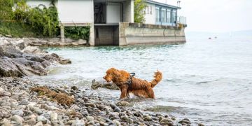 20211201_PM_Rhorn_211201_Hundestrand