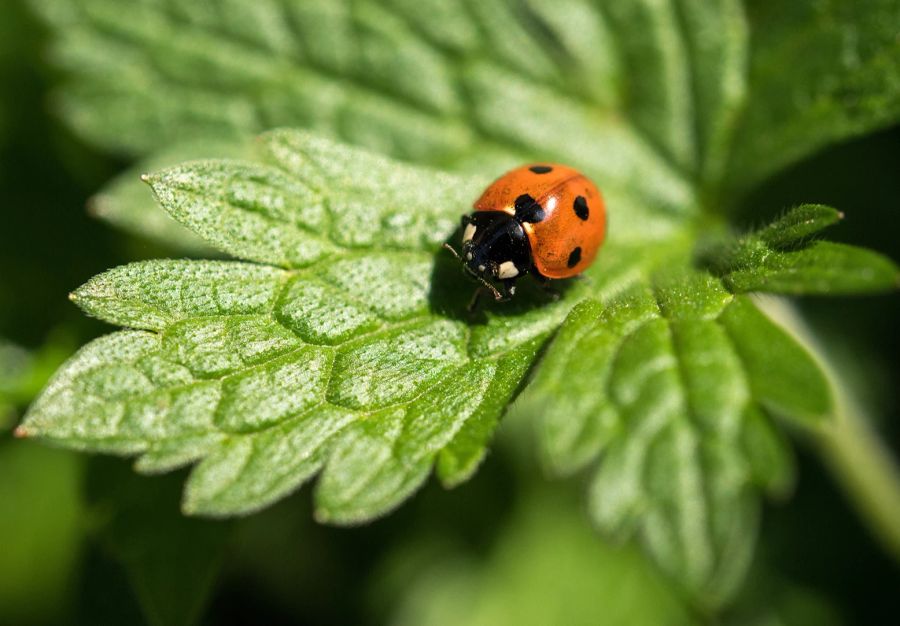 Marienkäfer rot schwarz Blatt