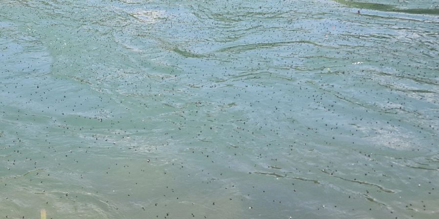 Die Wasseroberfläche der Aare in Bern ist mit Insekten überdeckt.