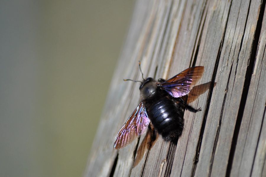 Biene Holz Flügel Makroaufnahme