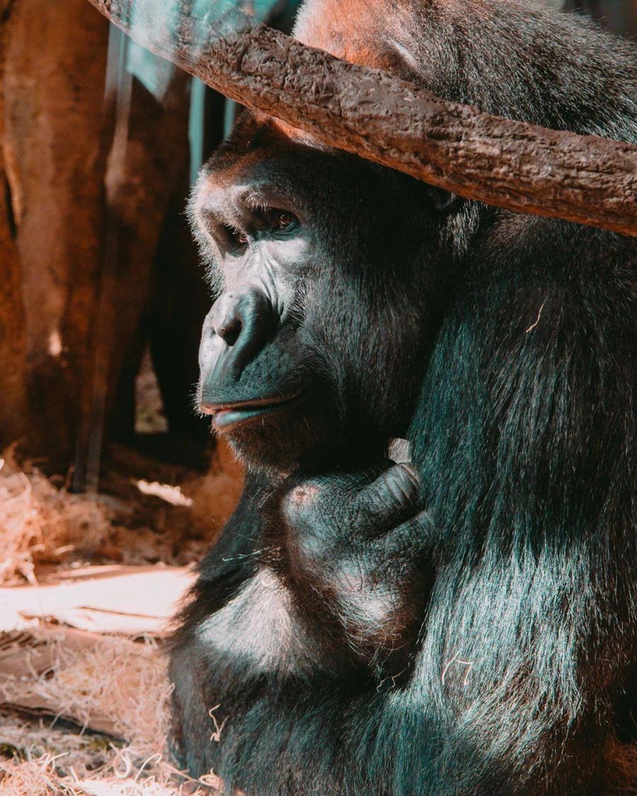 Besucher können dem 16-Jährigen aus dem Lincoln Park Zoo in Chicago keine Bilder mehr zeigen.