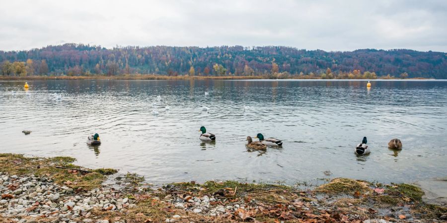 Die Gemeinde Schmerikon am Ufer des Zürichsee (Obersee).