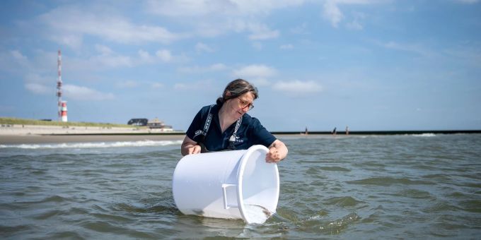 Maria Oetjen lässt Jungtiere vom Kleingefleckten Katzenhai aus einem Eimer in die Nordsee schwimmen. Maria Oetjen lässt Jungtiere vom Kleingefleckten Katzenhai aus einem Eimer in die Nordsee schwimmen.