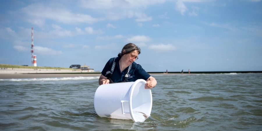 Maria Oetjen lässt Jungtiere vom Kleingefleckten Katzenhai aus einem Eimer in die Nordsee schwimmen.