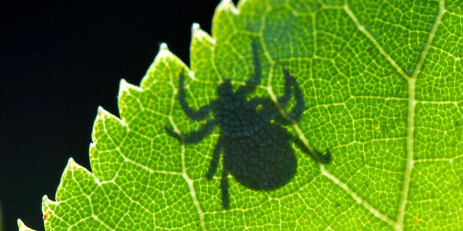 Zecke Blatt Schatten Licht Blattmaserung