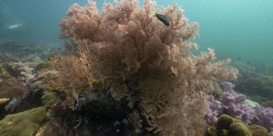 Koralle im Meer